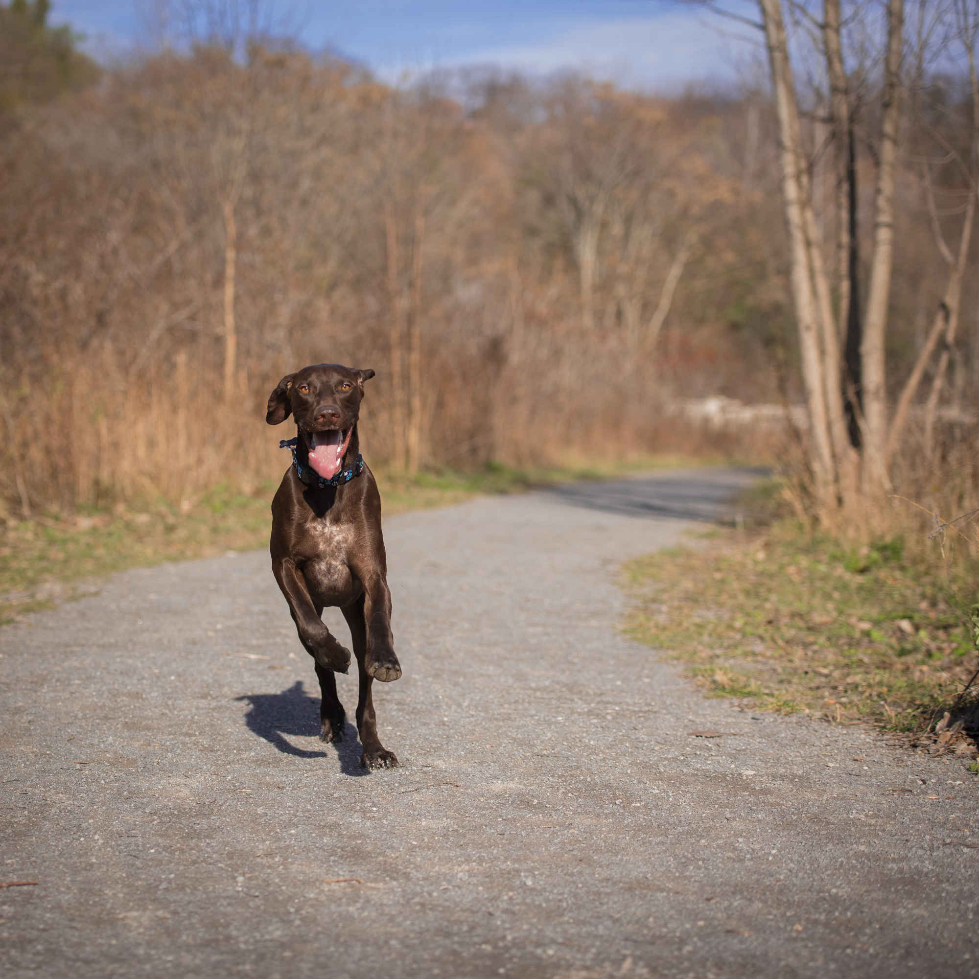 German Shorthaired Pointer running in the sun in Toronto.