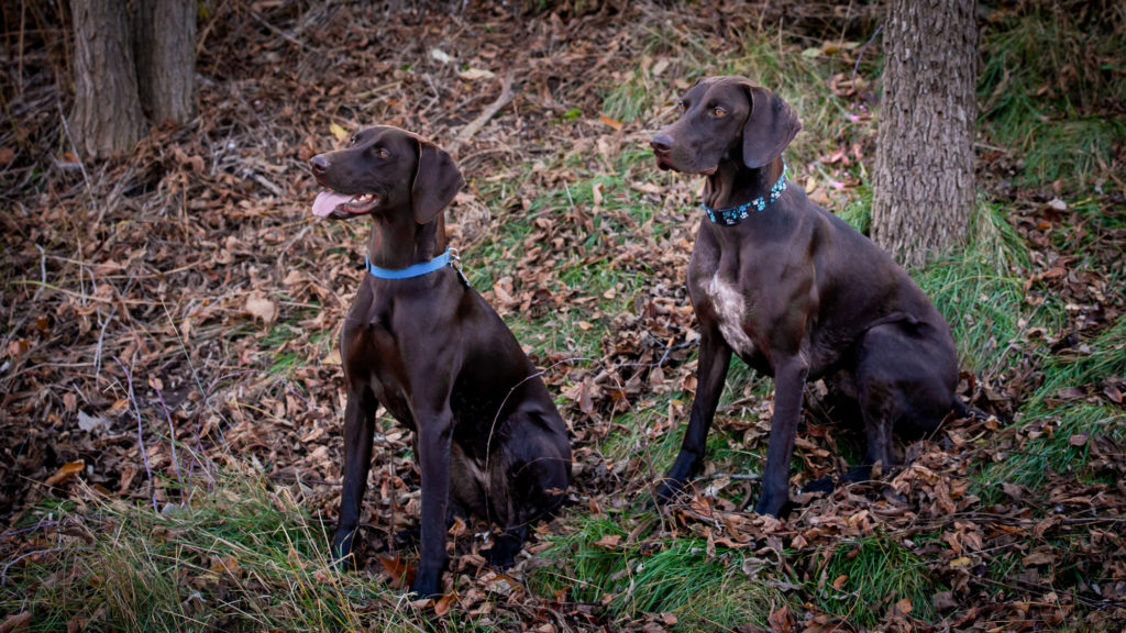 German Shorthaired Pointers pause for a photo in Toronto