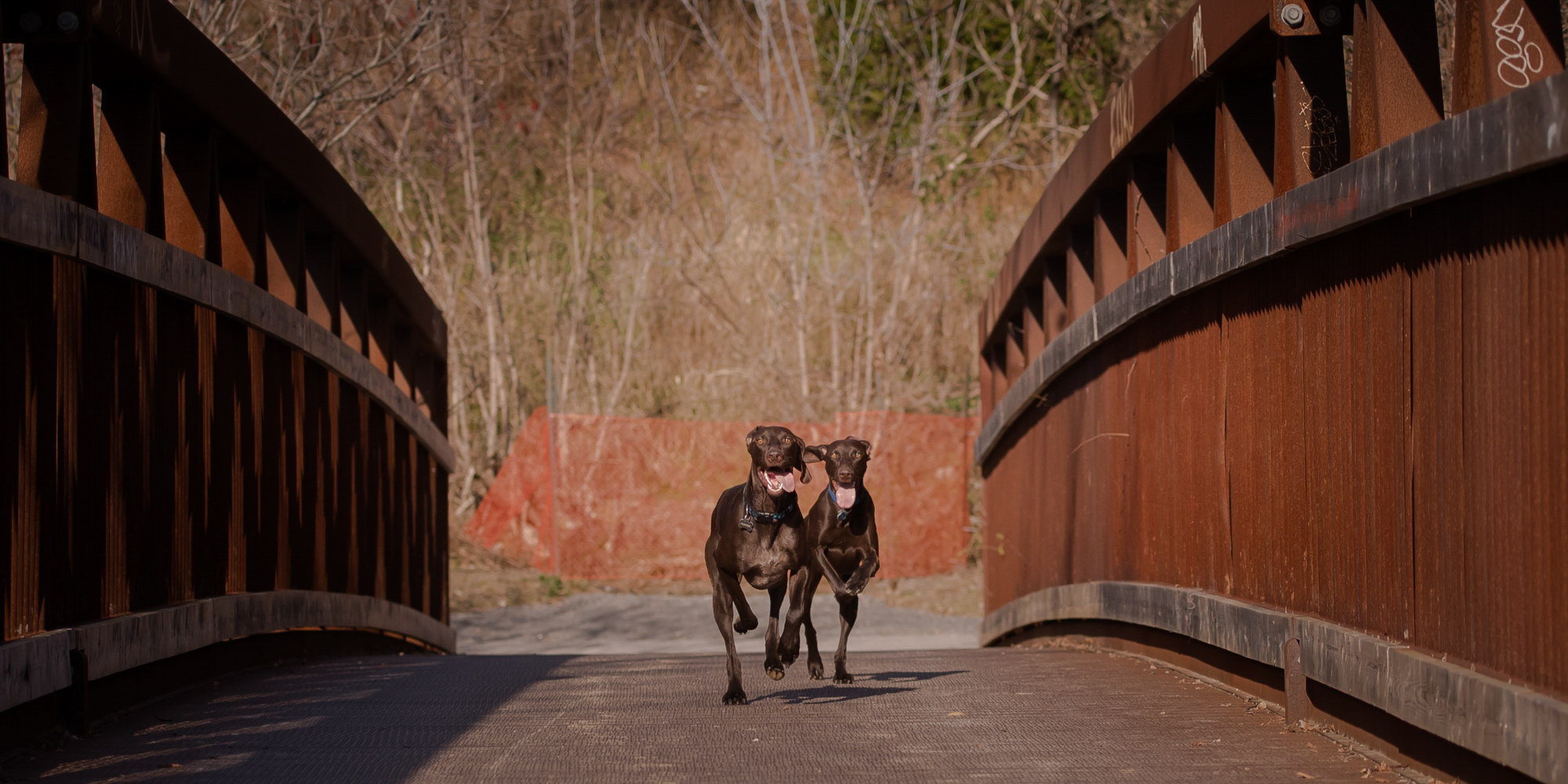Toronto German Shorthaired Pointers