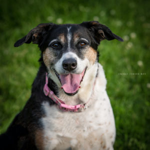 Brandy the cattle dog up for adoption smiles for the camera.