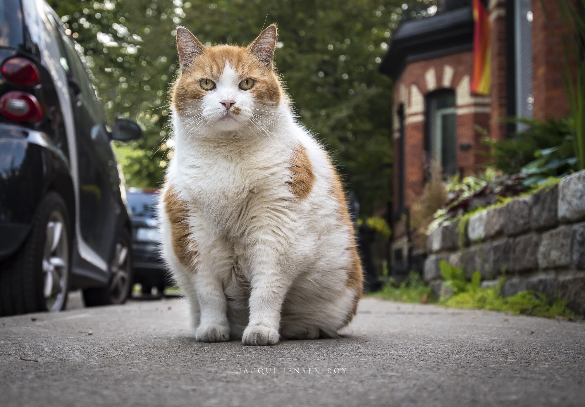 A fat orange and white cat poses on the sidewalk of historic Draper Street, Toronto