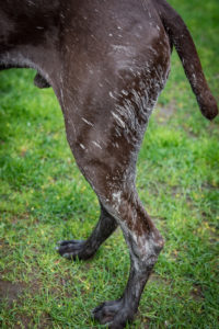 Muddy Dog Legs