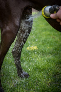 Warm water tap sprays a muddy dog.
