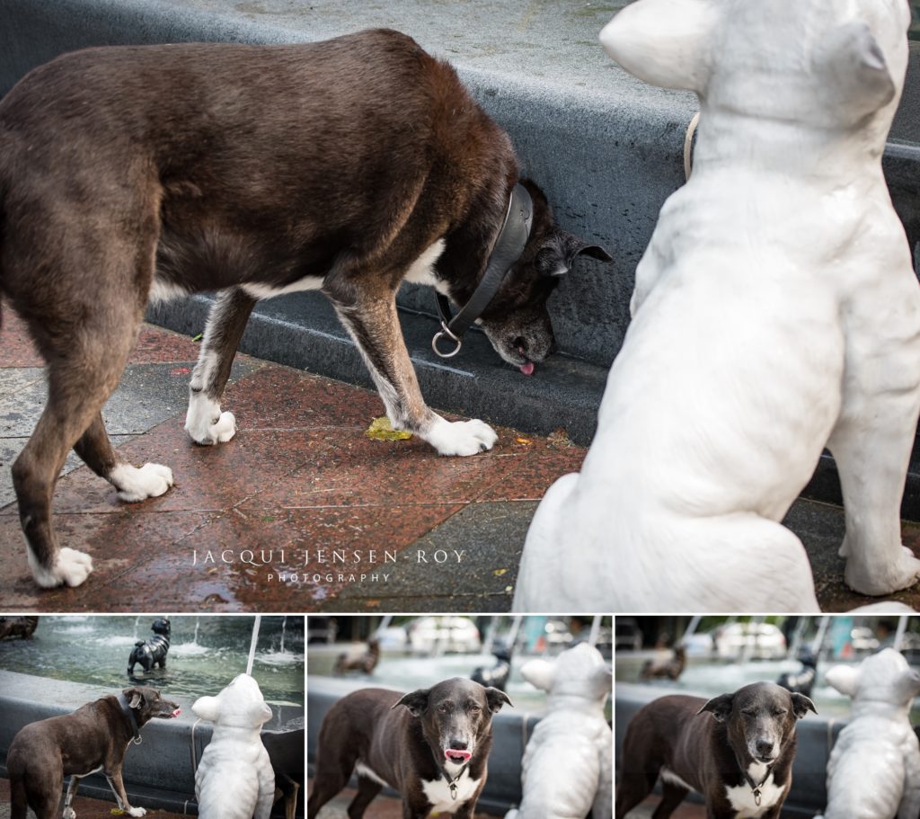 A dog sips water from a the new public fountain at Berczy Park 